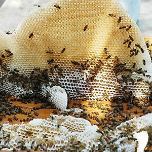 Nến Sáp Ong 60 Giờ Kèm Dĩa Gỗ Dừa 10cm : Khử Mùi Hôi Phòng, Làm Sạch Không Khí, Thơm Nhẹ Mùi Mật Ong - HÀNG CHÍNH HÃNG