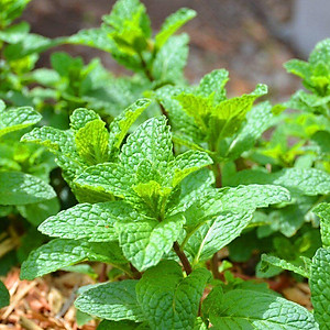 Hạt giống Rau Húng Lủi RADO 931 - 0.2gr - RẠNG ĐÔNG - lá có màu xanh đậm, mép lá có răng cưa, có lông cả 2 mặt, có mùi thơm