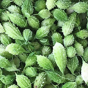 Hạt giống khổ qua rừng F1 trái Ngắn giống kháng sâu bệnh - nảy mầm khỏe VTS70