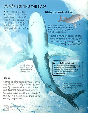 Sách Bách Khoa Tri Thức Về Khám Phá Thế Giới Cho Trẻ Em - Cá Mập (Tái Bản 2018)