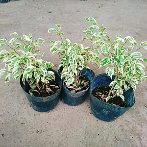 Cây Si Bonsai Cẩm Thạch - cây cảnh bonsai + tặng phân bón cho cây