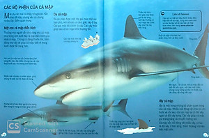 Sách Bách Khoa Tri Thức Về Khám Phá Thế Giới Cho Trẻ Em - Cá Mập (Tái Bản 2018)