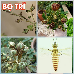 Combo 2 chai dầu neem oil hữu cơ Kobi nguyên chất, diệt bọ, trĩ, nhện đỏ, rệp, sâu, bảo vệ cây hoa hồng, phong lan, ép lạnh - 50ml/chai