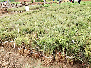 Tinh dầu Sả Java nguyên chất từ thiên nhiên, xông phòng, khử mùi, thơm phòng, đuổi muỗi - KingOil