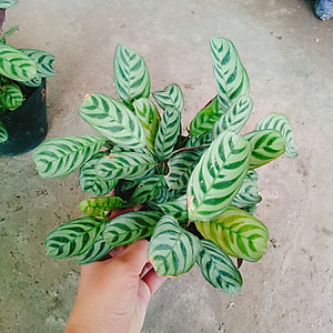 Cây Đuôi Công - cây cảnh để bàn + Tặng phân bón cho cây