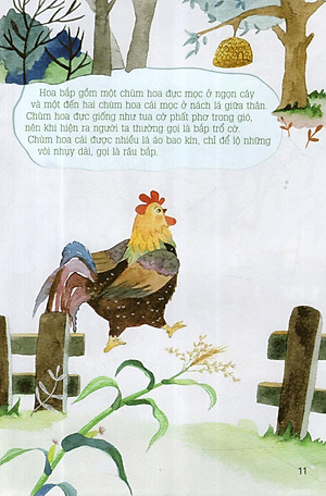 Sách Từ Những Hạt Mầm: Gà Choai Trồng Bắp