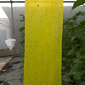 Combo 20m Keo Bẫy Bọ Trĩ, Bẫy Côn Trùng Nông Nghiệp màu vàng 2 Mặt, nhập khẩu Israel, 6 tháng chịu mưa nắng