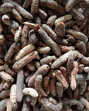 Đặc Sản Kon Tum - 1Kg Chuối Hột Rừng Hàng đẹp Giá Rẻ chuyên Ngâm Chum  OCOP 3 Sao