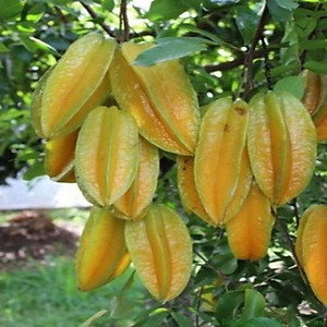 Cây Khế Ngọt - cây ăn quả + tặng phân bón cho cây