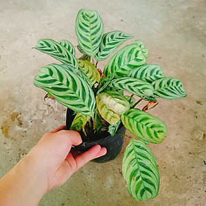 Cây Đuôi Công - cây cảnh để bàn + Tặng phân bón cho cây