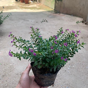  Cây cẩm tú mai nhiều thân nhánh xum xuê phù hợp trồng trang trí  cảnh quan, sân vườn và công viên