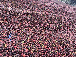 Cà Phê Nguyên Chất Baka - Robusta (Bì 500g)