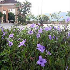 Hoa Chiều Tím - cây cảnh vườn + tặng phân bón cho cây