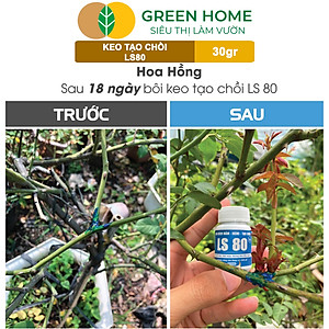 Keo Tạo Chồi LS80, Greenhome, Hũ 30gr, Tạo Mầm Tại Vị Trí Bất Kỳ, Có Chọn Lọc, Không Suy Cây, Đen Chồi