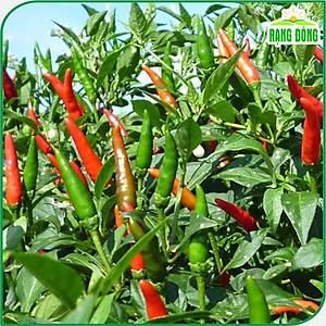 Hạt Giống Ớt Hiểm Sai Trái, Siêu Cay, Trồng Quanh Năm - Hạt giống Rạng Đông