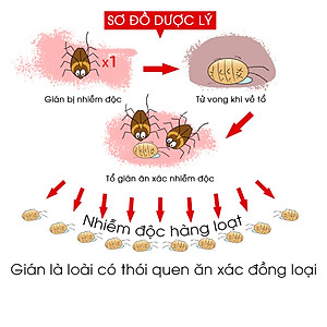 Combo 2 hộp viên diệt gián sinh học AMB, thuốc diệt gián Đức hiệu quả nhanh chóng, an toàn sức khỏe