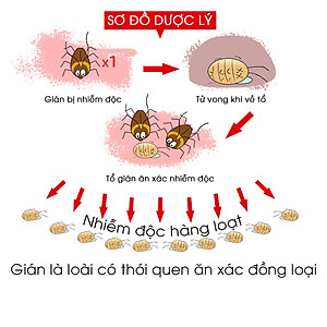 Thuốc diệt gián sinh học AMB, Viện Hàn lâm khoa học Việt Nam, diệt tận gốc tất cả các loại gián, hiệu quả, an toàn.
