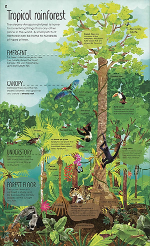 The Magic And Mystery Of Trees