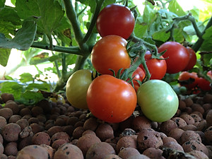 Bột thuỷ canh AB hộp 1 kg (pha 500 đến 1000 lít dung dịch) - hydroponic fertilizer NPK + micronutrient better