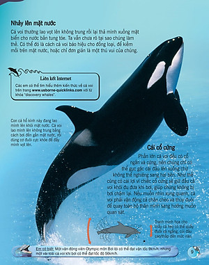 Sách Bách Khoa Tri Thức Về Khám Phá Thế Giới Cho Trẻ Em - Cá Voi Và Cá Heo (Tái Bản 2018)