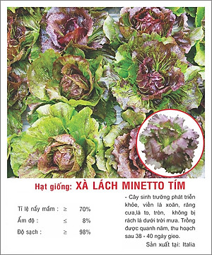 Hạt giống Xà lách Minetto Tím VTP138