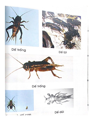 Sách Phương Pháp Nuôi Dế