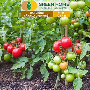 Hạt Giống Cà Chua Greenhome, Gói 0.1gr~25 hạt, Chịu Nhiệt, Trồng Chậu, Ra Nhiều Quả, Cây Sinh Trưởng Nhanh T15