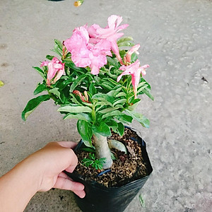 Cây Hoa Sứ Kỳ Duyên - cây cảnh để bàn + tặng phân bón cho cây