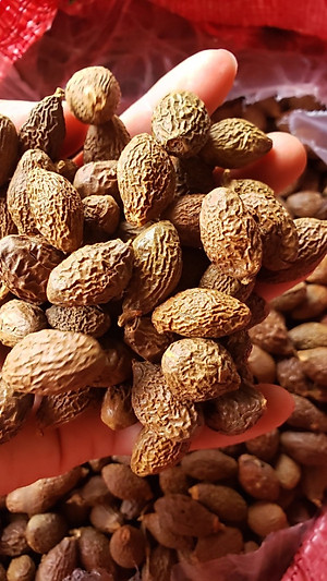 Đặc Sản Kon Tum - Hột đười ươi đều trái nở nhiều - OCOP 3 Sao