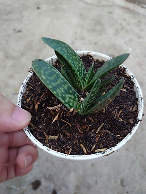 Cây Sen Mỏ Vịt - cây cảnh để bàn + tặng phân bón cho cây