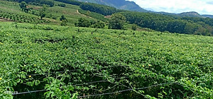 Đặc Sản Kon Tum - Khổ qua rừng nguyên trái hỗ trợ tiểu đường hiệu quả - OCOP 3 Sao