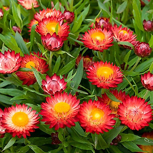 Hạt giống hoa bất tử nhiều màu VTP69