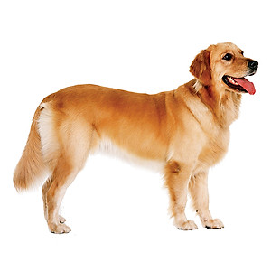 Flashcard Dạy Trẻ Theo Phương Pháp Glenn Doman - Tiếng Anh Cho Bé (Tái Bản) - Kèm CD