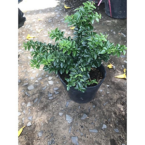 Cây kim quýt thái bonsai - cây cảnh để bàn + tặng phân bón cho cây