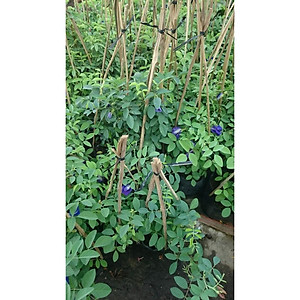Cây Hoa Đậu Biếc - Cây cảnh vườn + Tặng phân bón cho cây mau lớn