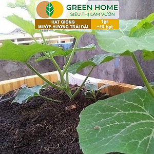 Hạt Giống Mướp Hương Greenhome, Gói 1gr~10 Hạt, Dễ Trồng Quanh Năm, Nảy Mầm Cao, Thu Hoạch Nhanh, Năng Suất Cao T16