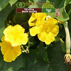 Hạt Giống Mướp Hương Greenhome, Gói 1gr~10 Hạt, Dễ Trồng Quanh Năm, Nảy Mầm Cao, Thu Hoạch Nhanh, Năng Suất Cao T16