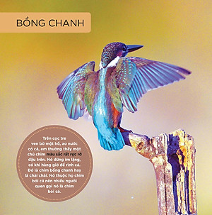 Những Cánh Chim Hoang Dã - 45 Loài Chim Đẹp Việt Nam