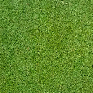 Hạt giống Cỏ Trồng Thảm Bermuda VTS180