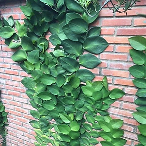 Mua Cây tắc kè leo tường | Tiki