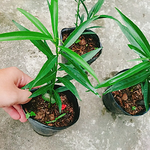 Cây đào tiên Nhật Bản - cây ăn quả - 1 năm ra quả + tặng phân bón