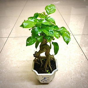 Cây hạnh phúc bonsai cao 25-30cm