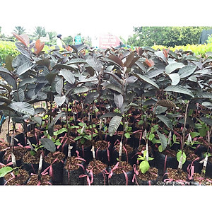 Cây ổi tím Malaysia - cây ăn quả + tặng phân bón cho cây