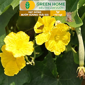Hạt Giống Mướp Hương Greenhome, Gói 1gr~10 Hạt, Dễ Trồng Quanh Năm, Nảy Mầm Cao, Thu Hoạch Nhanh, Năng Suất Cao T16