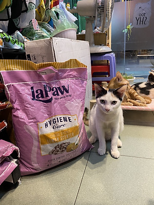 TÚI 10L - CÁT VỆ SINH - ĐẤT SÉT MIX THAN HOẠT TÍNH THƯƠNG HIỆU LAPAW CHO MÈO TÚI 10L - BAO BÌ MỚI