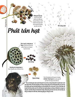 Bách Khoa Thư Về Thế Giới Thực Vật - Cây, Lá, Hoa Và Hạt