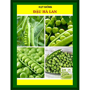 Hạt Giống Đậu Hà Lan 50 Gram Rạng Đông