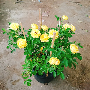 Cây Hoa Hồng Tỉ Muội Vàng - cây cảnh để bàn + tặng phân bón cho cây