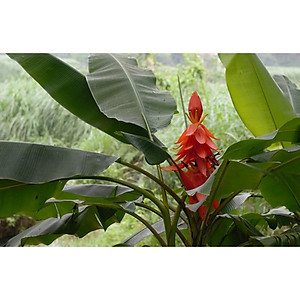 Đặc Sản Kon Tum - (Được Xem Hàng) Amakong  chính hiệu đóng Gói 1Kg Hút Chân Không - OCOP 3 Sao