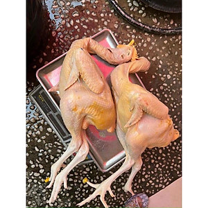 GÀ ta thả vườn con gà có đầu, có chân không lòng (giao tphcm)